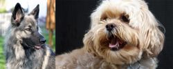 Shiloh Shepherd vs Lhasapoo - Breed Comparison