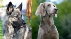 Shiloh Shepherd vs Longhaired Weimaraner - Breed Comparison