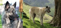 Shiloh Shepherd vs Lurcher - Breed Comparison