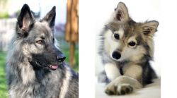 Shiloh Shepherd vs Miniature Siberian Husky - Breed Comparison