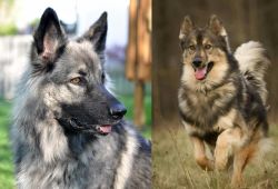 Shiloh Shepherd vs Native American Indian Dog - Breed Comparison