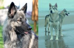 Shiloh Shepherd vs Northern Inuit Dog - Breed Comparison
