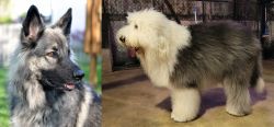 Shiloh Shepherd vs Old English Sheepdog - Breed Comparison