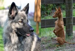 Shiloh Shepherd vs Podenco Andaluz - Breed Comparison