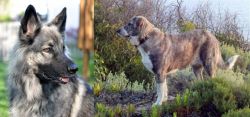 Shiloh Shepherd vs Rafeiro do Alentejo - Breed Comparison