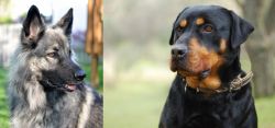 Shiloh Shepherd vs Rottweiler - Breed Comparison