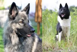 Shiloh Shepherd vs Russo-European Laika - Breed Comparison