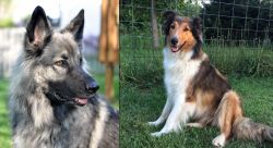 Shiloh Shepherd vs Scotch Collie - Breed Comparison