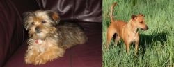 Shorkie vs Africanis - Breed Comparison