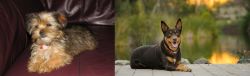 Shorkie vs Australian Kelpie - Breed Comparison