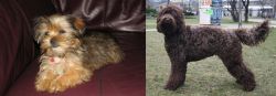 Shorkie vs Barbet - Breed Comparison