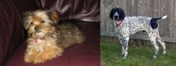 Shorkie vs Braque d'Auvergne - Breed Comparison
