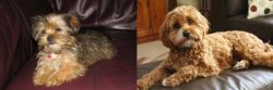 Shorkie vs Cavapoo - Breed Comparison