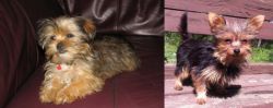 Shorkie vs Chorkie - Breed Comparison