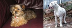Shorkie vs Dogo Guatemalteco - Breed Comparison