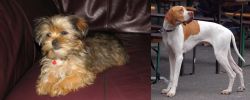 Shorkie vs English Pointer - Breed Comparison