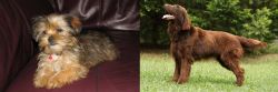 Shorkie vs Flat-Coated Retriever - Breed Comparison