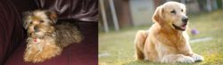 Shorkie vs Goldador - Breed Comparison