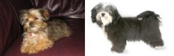 Shorkie vs Havanese - Breed Comparison