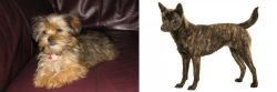 Shorkie vs Kai Ken - Breed Comparison