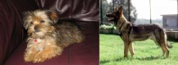 Shorkie vs Kunming Dog - Breed Comparison