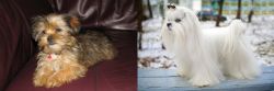 Shorkie vs Maltese - Breed Comparison
