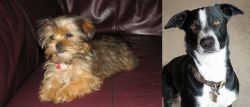 Shorkie vs McNab - Breed Comparison