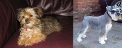 Shorkie vs Miniature Schnauzer - Breed Comparison