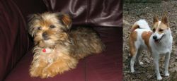 Shorkie vs Norrbottenspets - Breed Comparison