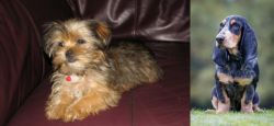 Shorkie vs Petit Bleu de Gascogne - Breed Comparison