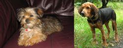 Shorkie vs Polish Hound - Breed Comparison