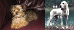 Shorkie vs Porcelaine - Breed Comparison