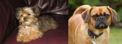 Shorkie vs Pugalier - Breed Comparison