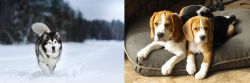 Siberian Husky vs Beagle - Breed Comparison