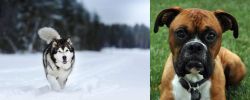 Siberian Husky vs Boxer - Breed Comparison