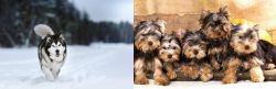 Siberian Husky vs Yorkshire Terrier - Breed Comparison