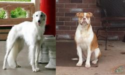 Silken Windhound vs Alapaha Blue Blood Bulldog - Breed Comparison