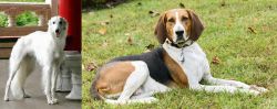 Silken Windhound vs American English Coonhound - Breed Comparison