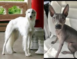 Silken Windhound vs American Hairless Terrier - Breed Comparison