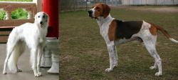 Silken Windhound vs Anglo-Francais de Petite Venerie - Breed Comparison