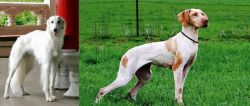 Silken Windhound vs Ariege Pointer - Breed Comparison