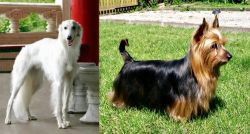 Silken Windhound vs Australian Silky Terrier - Breed Comparison
