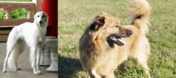 Silken Windhound vs Basque Shepherd - Breed Comparison