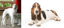 Silken Windhound vs Basset Hound - Breed Comparison