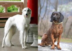 Silken Windhound vs Bavarian Mountain Hound - Breed Comparison