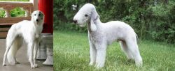 Silken Windhound vs Bedlington Terrier - Breed Comparison
