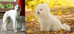 Silken Windhound vs Bichon Bolognese - Breed Comparison