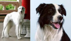 Silken Windhound vs Border Collie - Breed Comparison