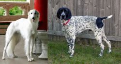 Silken Windhound vs Braque d'Auvergne - Breed Comparison