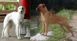 Silken Windhound vs Bullmastiff - Breed Comparison